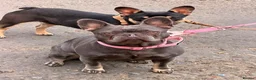 French Bulldog dogs for sale: Female French bulldog  - Advert 1