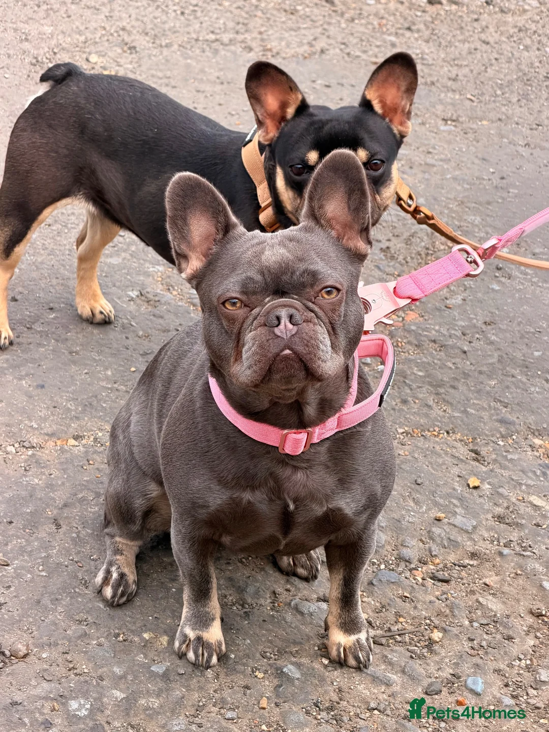 French Bulldog dogs for sale: Female French bulldog  - Advert 1