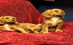 Cavachon dogs for sale: Playful boys ready to go  - Image 1