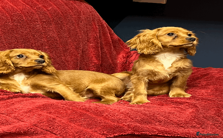 Cavachon dogs - Advert 4