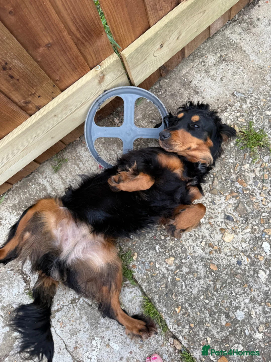 Cocker Spaniel dogs for sale: Spaniel 18 month juvenile  in Southampton - Advert 2