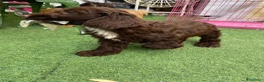 Cockapoo Puppy 2