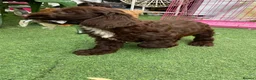 Cockapoo dogs for sale: Gorgeous Cockapoo Boys  - Advert 32