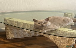 British Shorthair cats for sale: Beautiful male lilac british shorthair  - Image 1