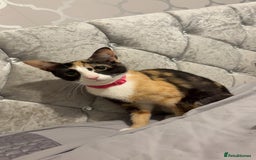 Mixed Breed cats for sale: Female Calico kitten  - Image 1