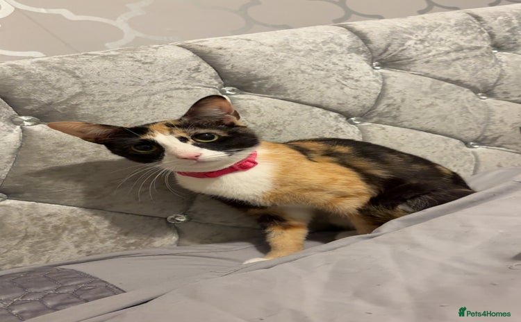 Mixed Breed cats - Advert 11