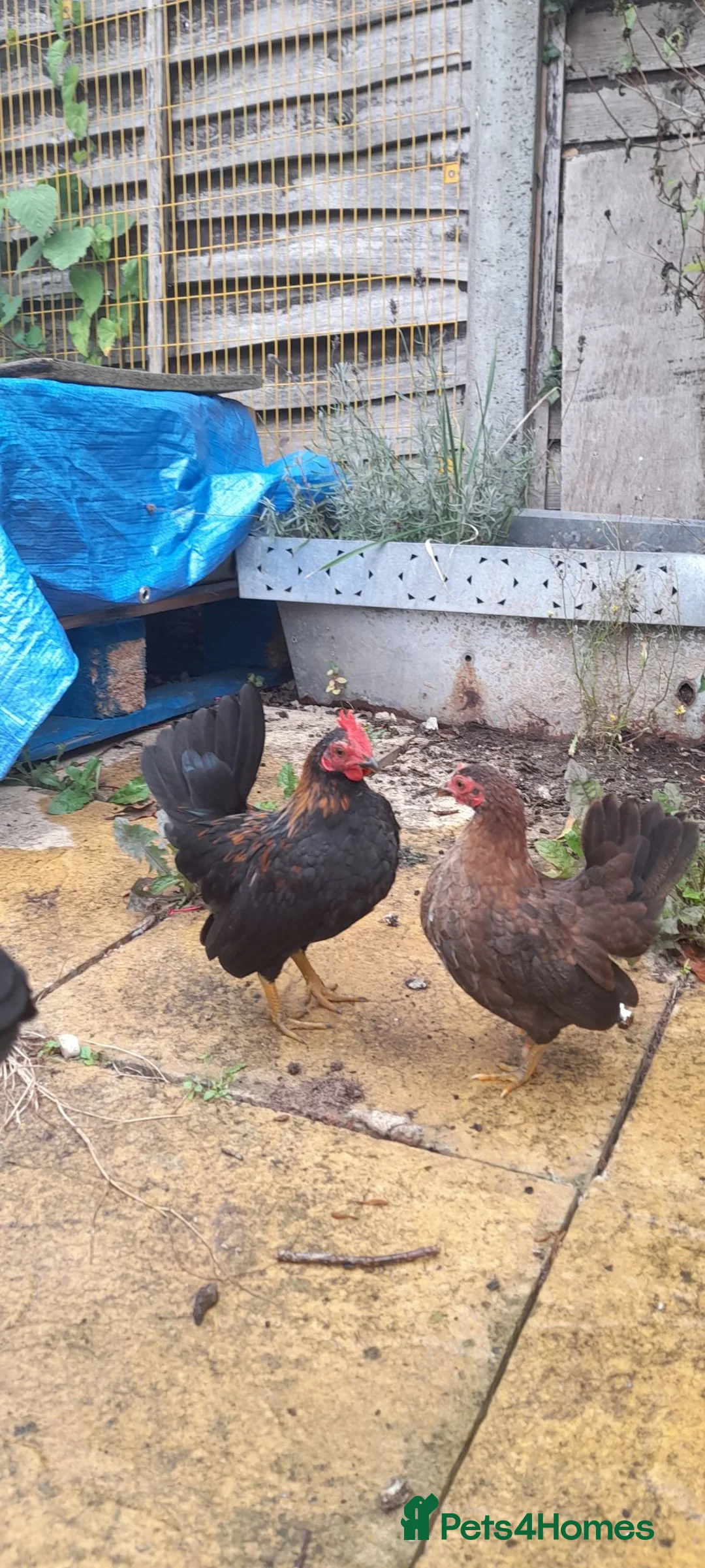 Chickens poultry for sale: Serama Cockerel - Advert 2