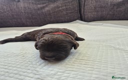Sproodle dogs for sale: 2 choc girls left and 1 white & brown boy - Image 10