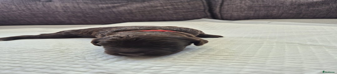 Sproodle Puppy 2