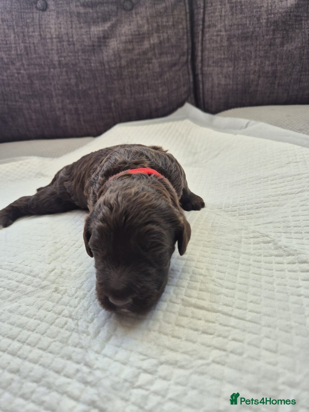 Sproodle dogs for sale: 2 choc girls left and 1 white & brown boy - Image 10