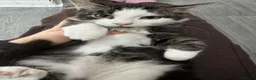 Mixed Breed cats for sale: Male and Female Kittens - Advert 22