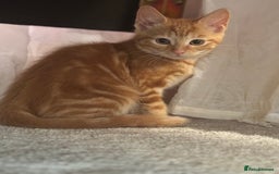 Mixed Breed cats for sale: 1 Gorgeous Female Kitten Ready for their new home - Image 7