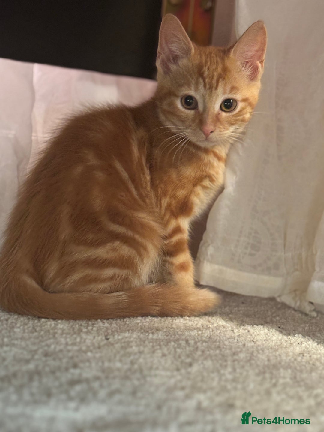 Mixed Breed cats for sale: 1 Gorgeous Female Kitten Ready for their new home - Image 7