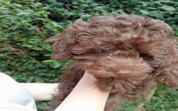 Toy Poodle dogs for sale:  🐩 Tiny Chocolate Toy Poodle – Ready in 2 Weeks! - Image 5