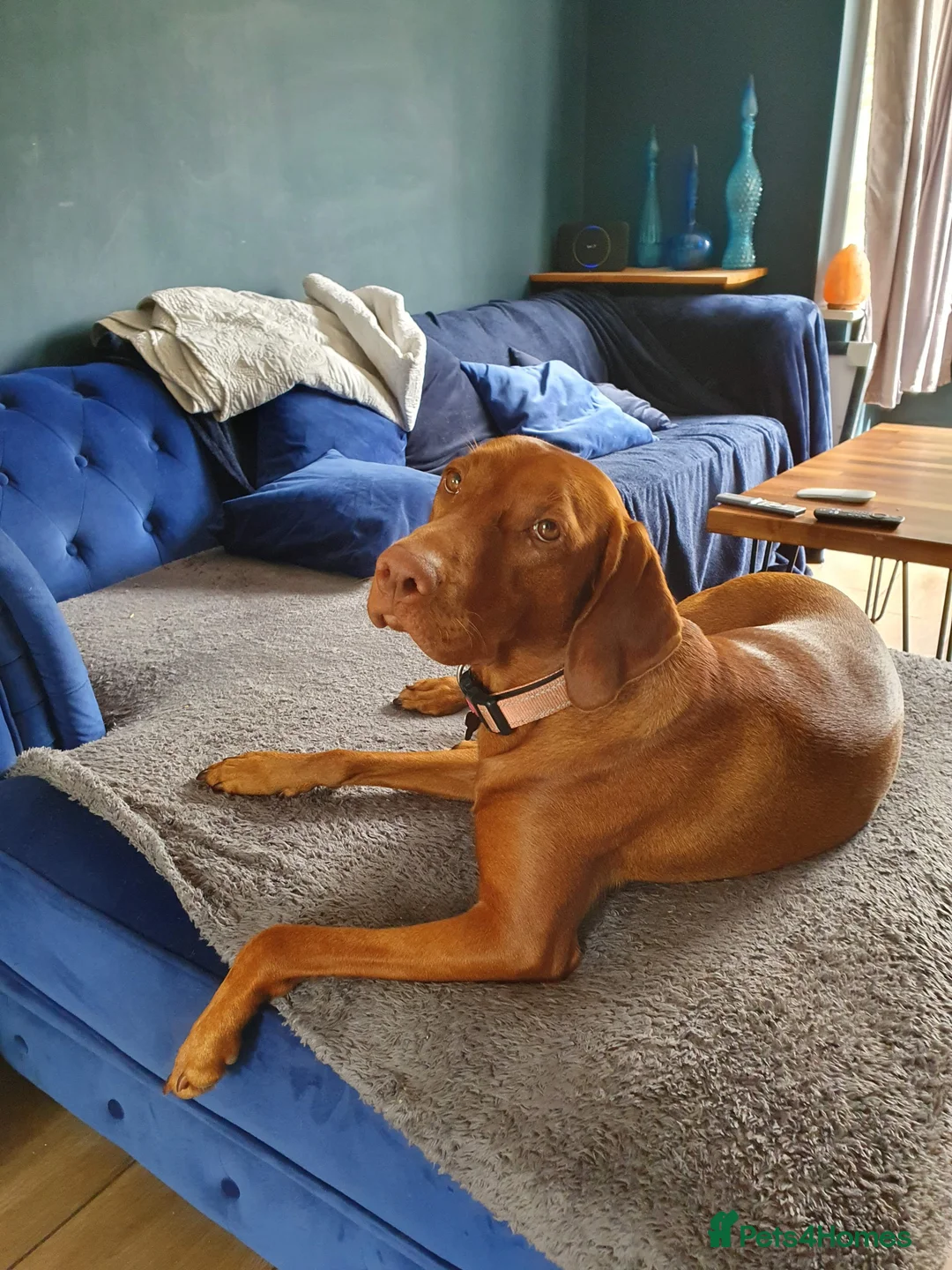 Hungarian Vizsla dogs for sale: Hungarian Vizsla Puppies - Coming Soon! - Advert 9