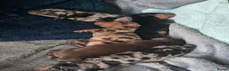 Miniature Dachshund dogs for sale: Beautiful miniature dachshunds  - Advert 1