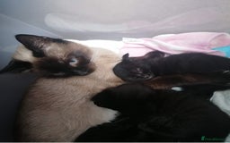 Mixed Breed cats for sale: 2 boys kittens - Image 3