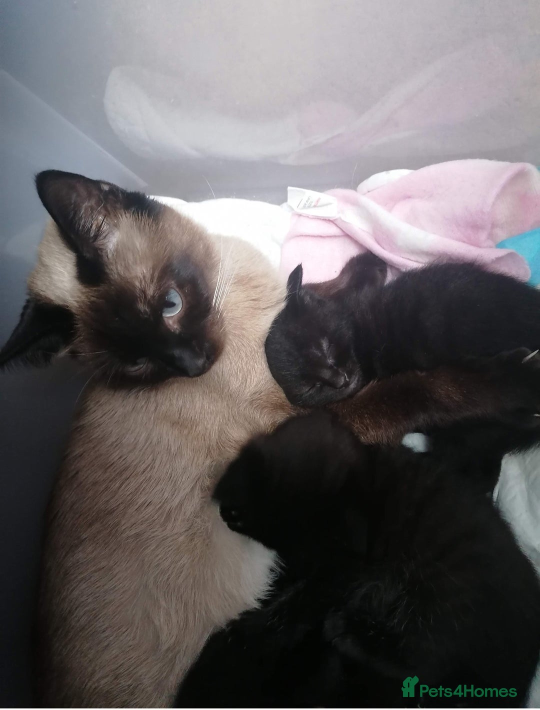 Mixed Breed cats for sale: 2 boys kittens - Image 3