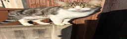 Mixed Breed cats for sale: Kitten - Advert 2