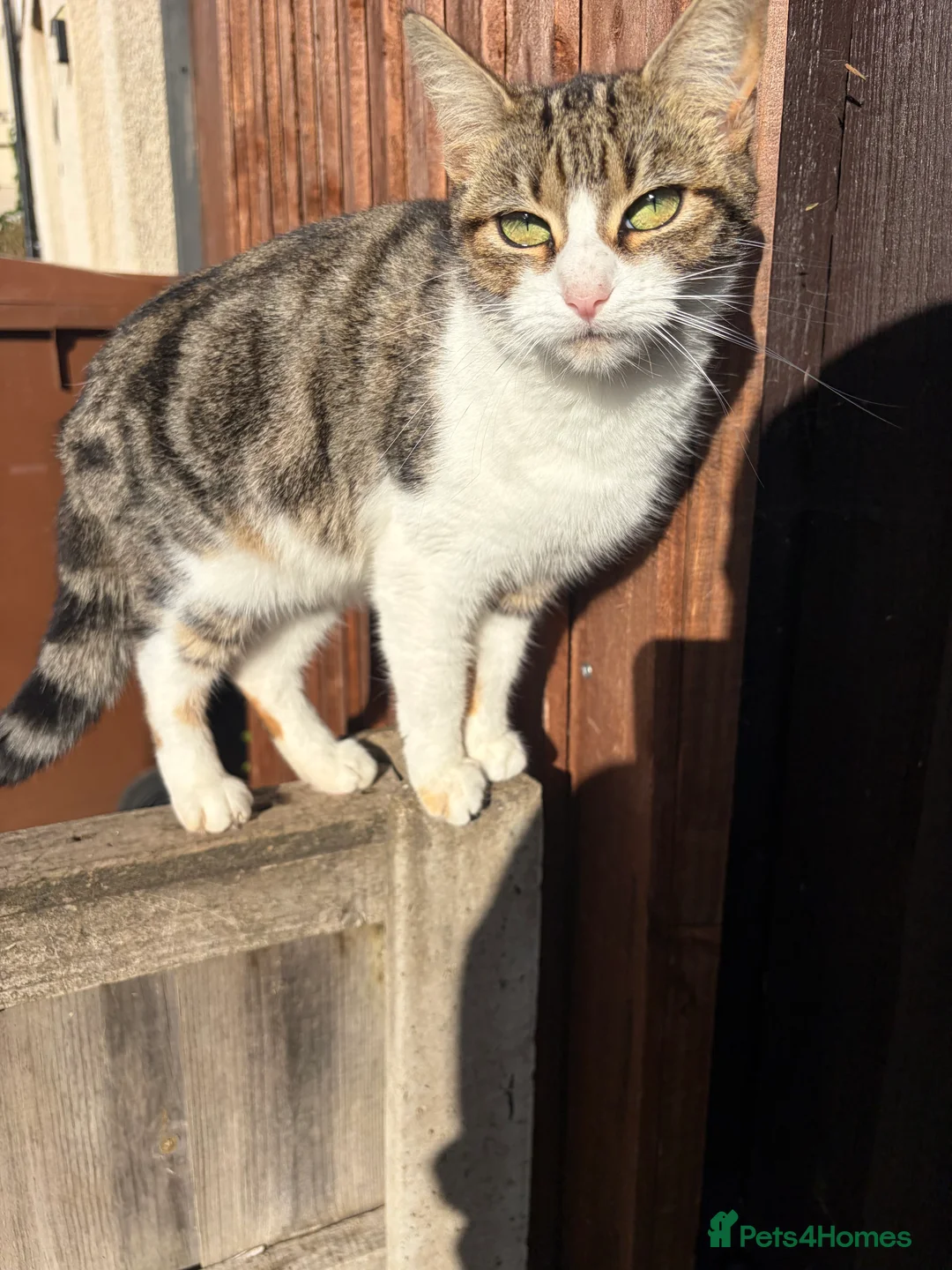 Mixed Breed cats for sale: Kitten - Advert 2