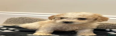 Cavapoo 6