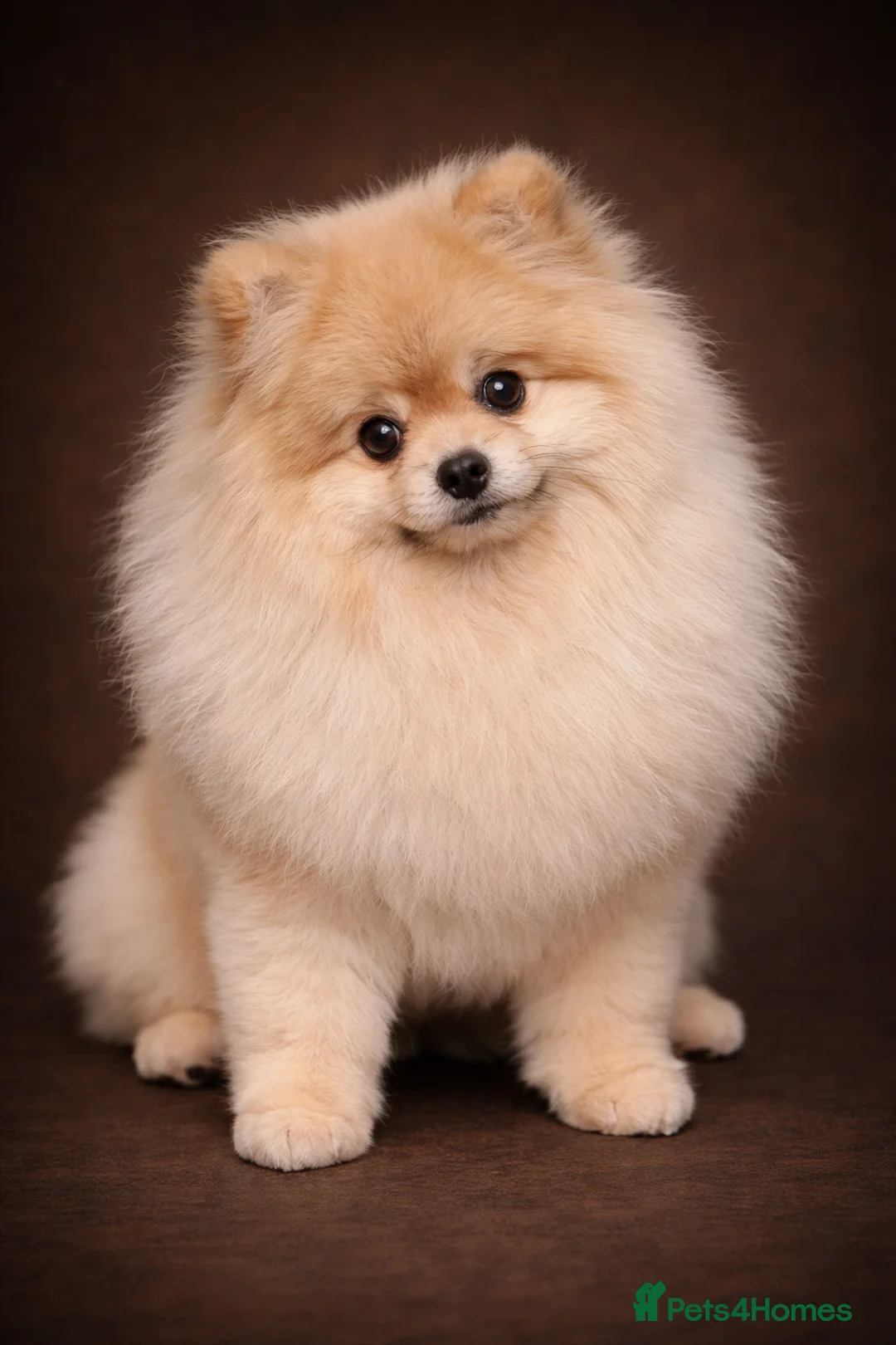 Pomeranian dogs for stud: Rocket Pomeranian stud  in Romford - Advert 1