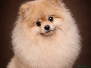 Pomeranian dogs Rocket Pomeranian stud in Romford - Advert 4