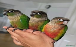 Conures birds for sale: Handreared Tame Baby Conures  - Image 1