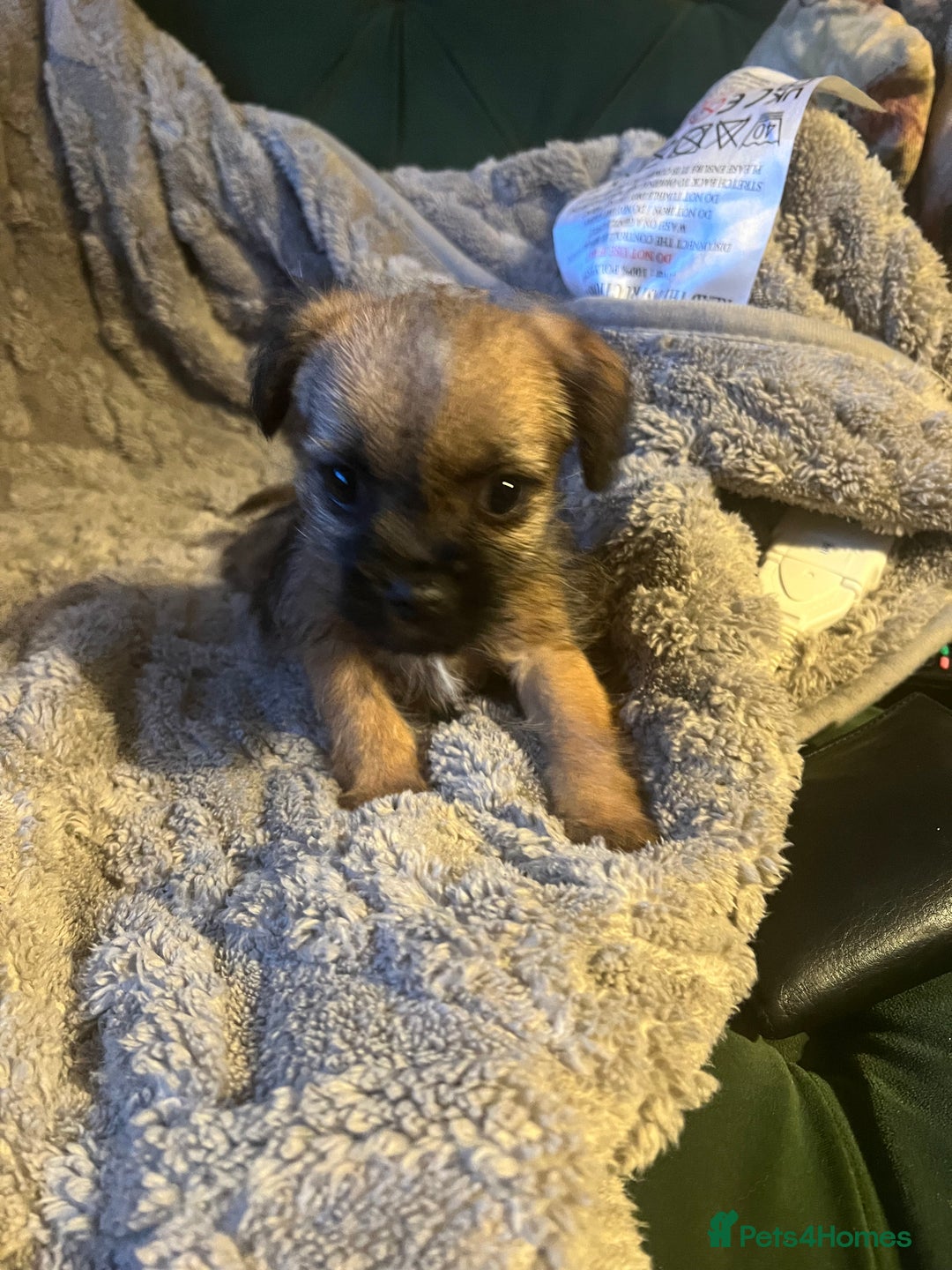 Border Terrier dogs for sale: Very special little girl - Image 3