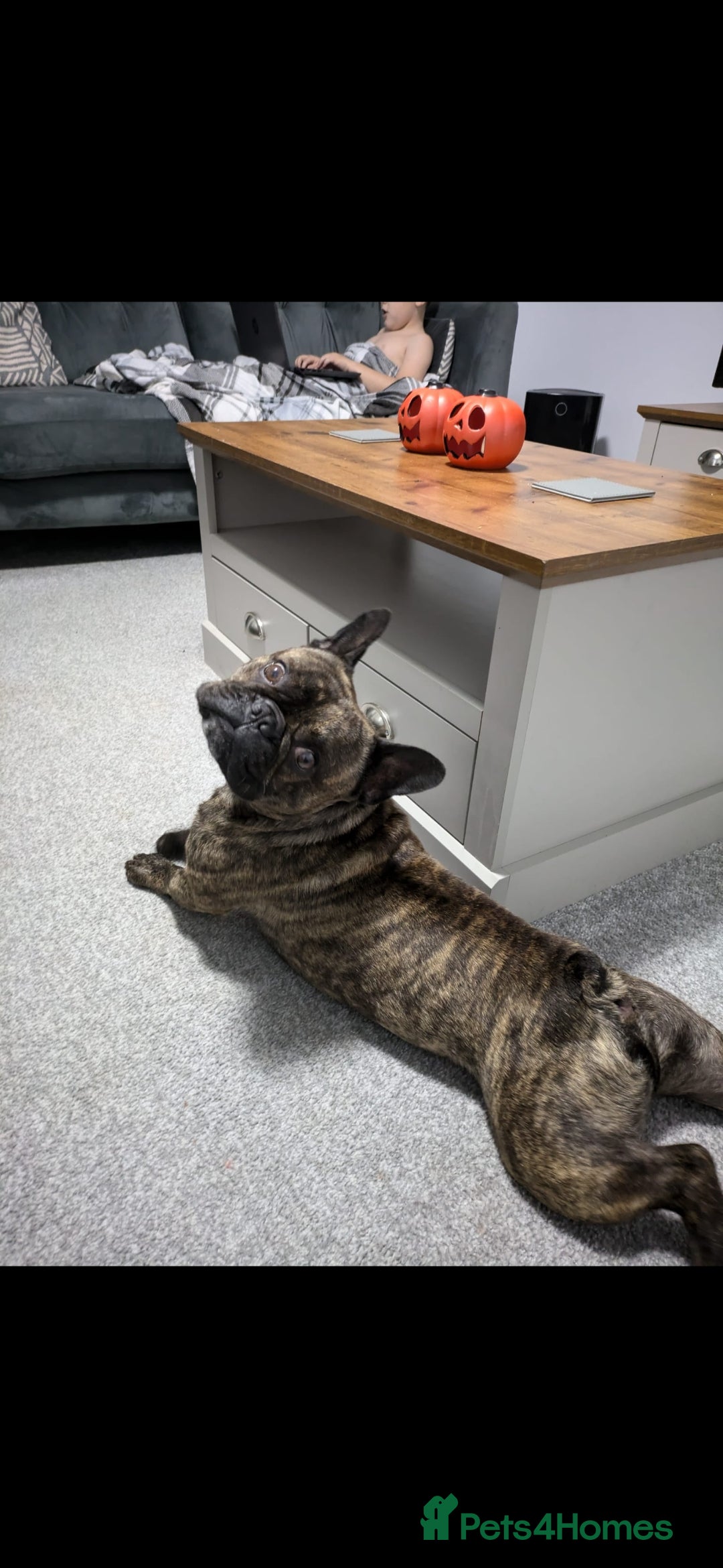 French Bulldog dogs for sale: Rehoming Hugo/ Frenchie - Image 6