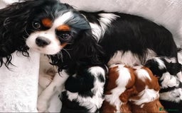 Cavalier King Charles Spaniel dogs for sale: Gorgeous pure Cavalier King Charles Spaniel Pup - Image 7