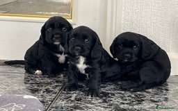 Cockalier dogs for sale: Cavalier x cocker spaniel puppies  - Image 16