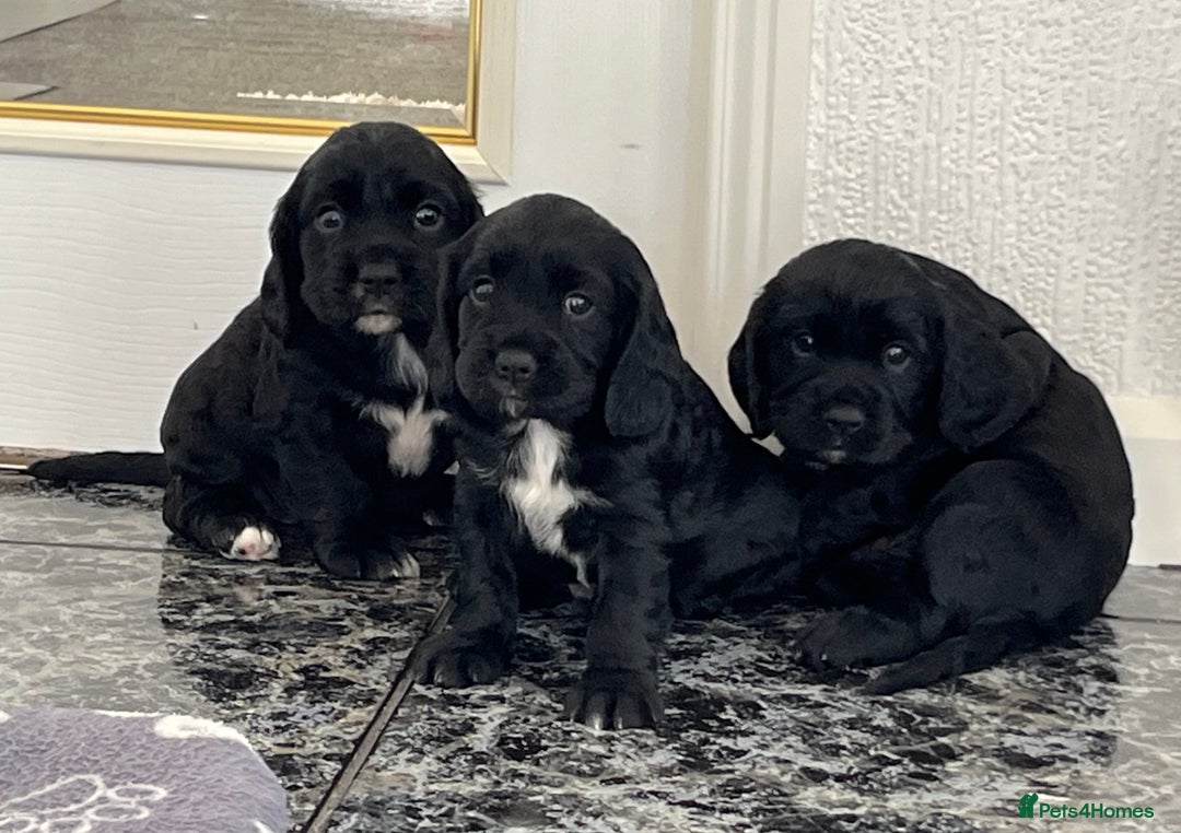 Cockalier dogs for sale: Cavalier x cocker spaniel puppies  - Image 16