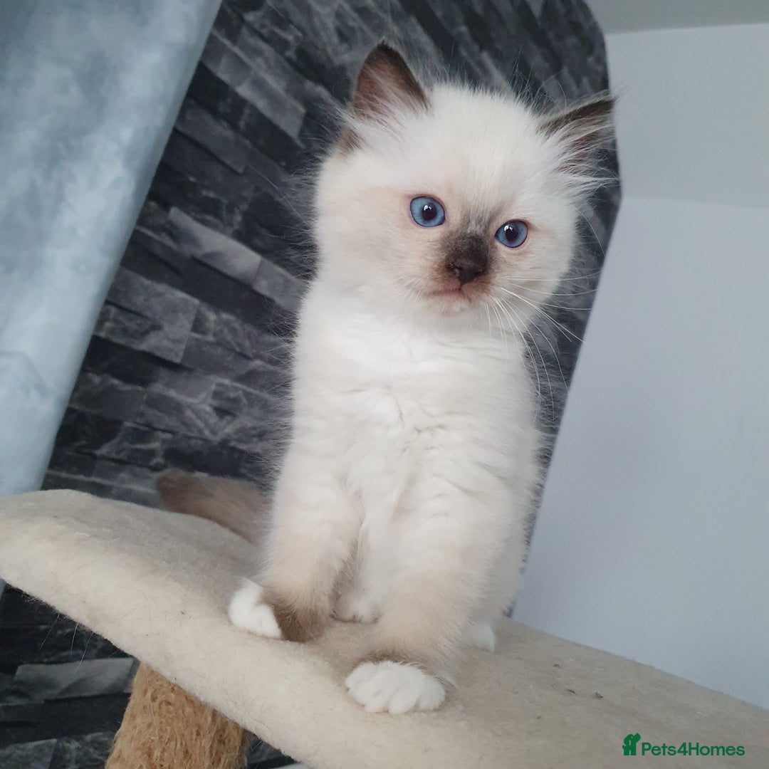 Ragdoll cats for sale: The cutest beautiful Ragdoll kittens! Ready :) - Image 14