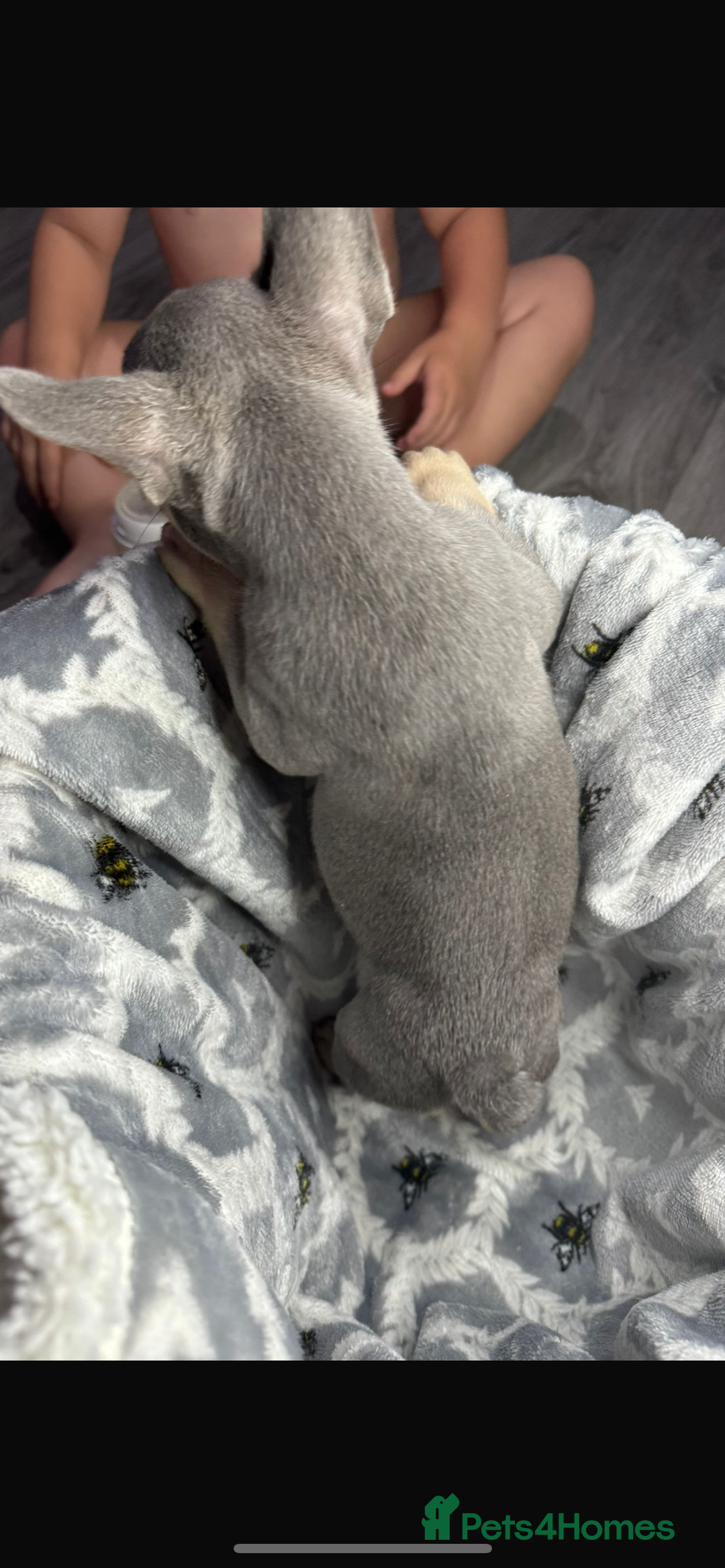 French Bulldog dogs for sale: fluffy French bulldogs  - Image 4