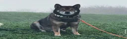 Japanese Shiba Inu dogs for stud: Shiba Inu Handsome Boy Yoshi ready for STUD duties in Slough - Advert 2