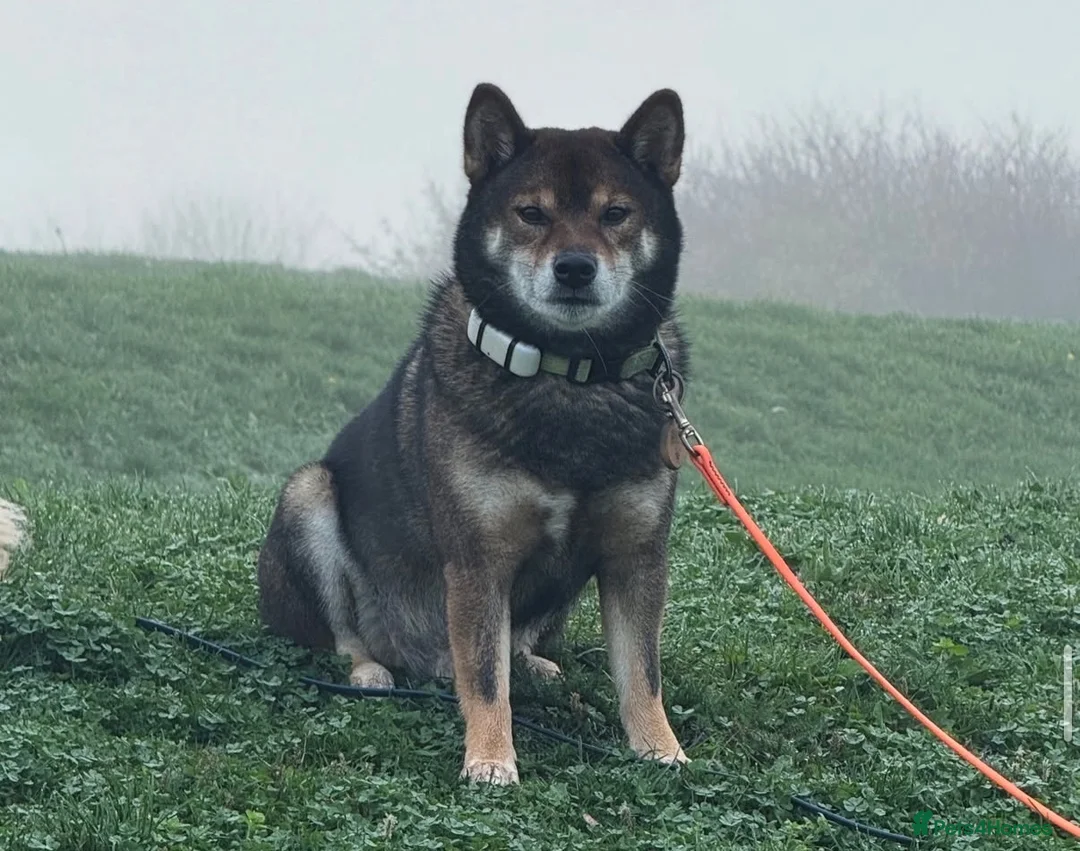 Japanese Shiba Inu dogs for stud: Shiba Inu Handsome Boy Yoshi ready for STUD duties in Slough - Advert 2