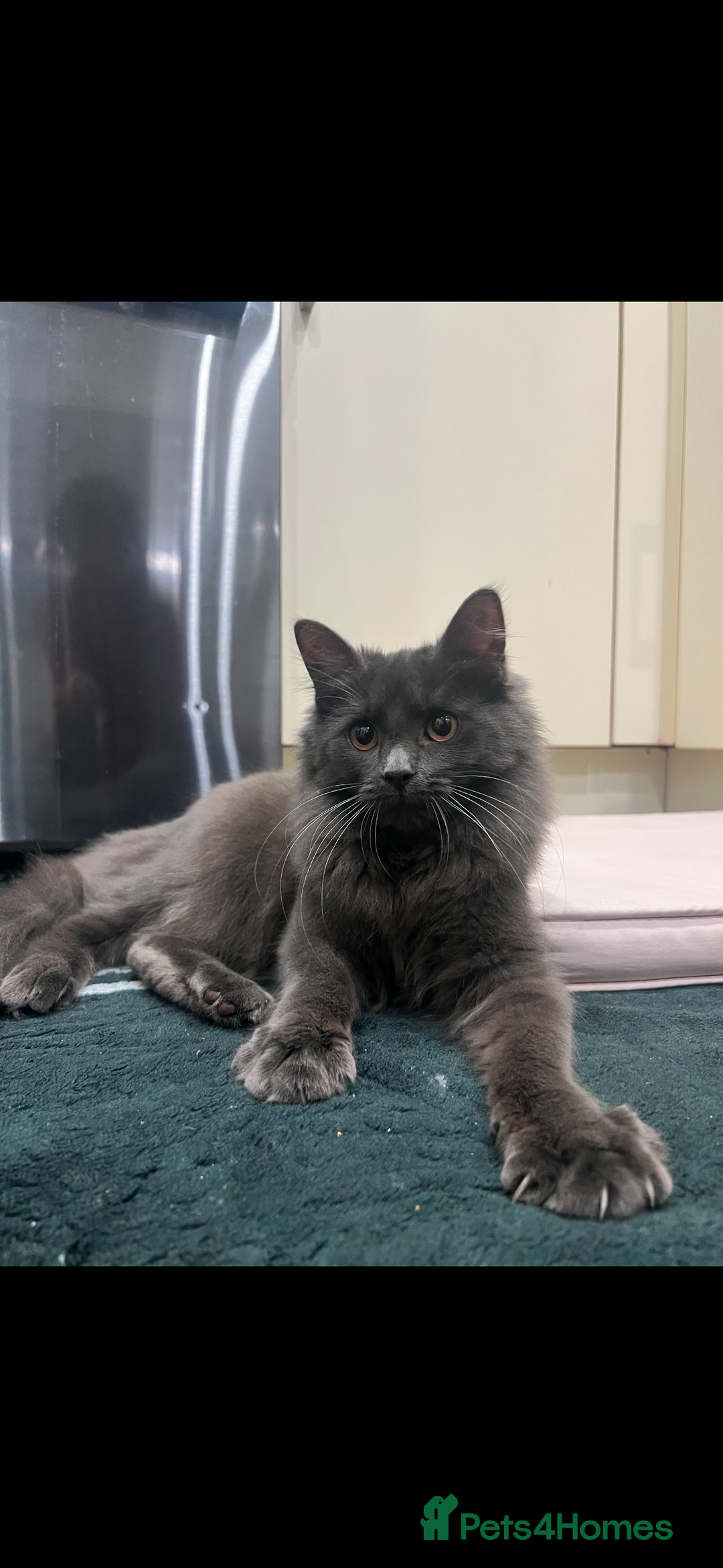 American Shorthair cats for sale: Beautiful American shorthair kitten - Advert 2