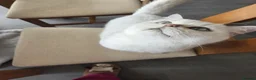 British Shorthair cats for sale: Beautiful GCCF Pedigree British S Hair Silver Male - Advert 5