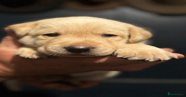 Labrador Retriever dogs - Advert 12