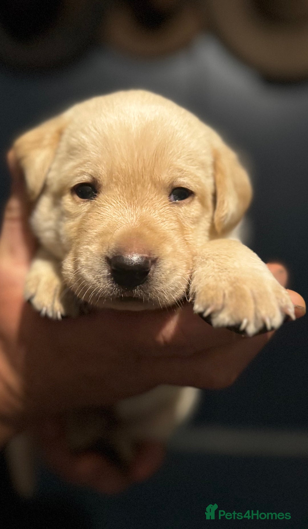 Labrador Retriever dogs for sale: KC Lab puppies - Image 2