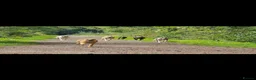 Whippet dogs for sale: Kc reg whippet litter - Advert 3