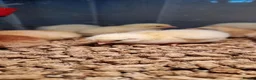 Chickens poultry for sale: Light Sussex & Rhode Island Red Chicks – Unsexed - Advert 3