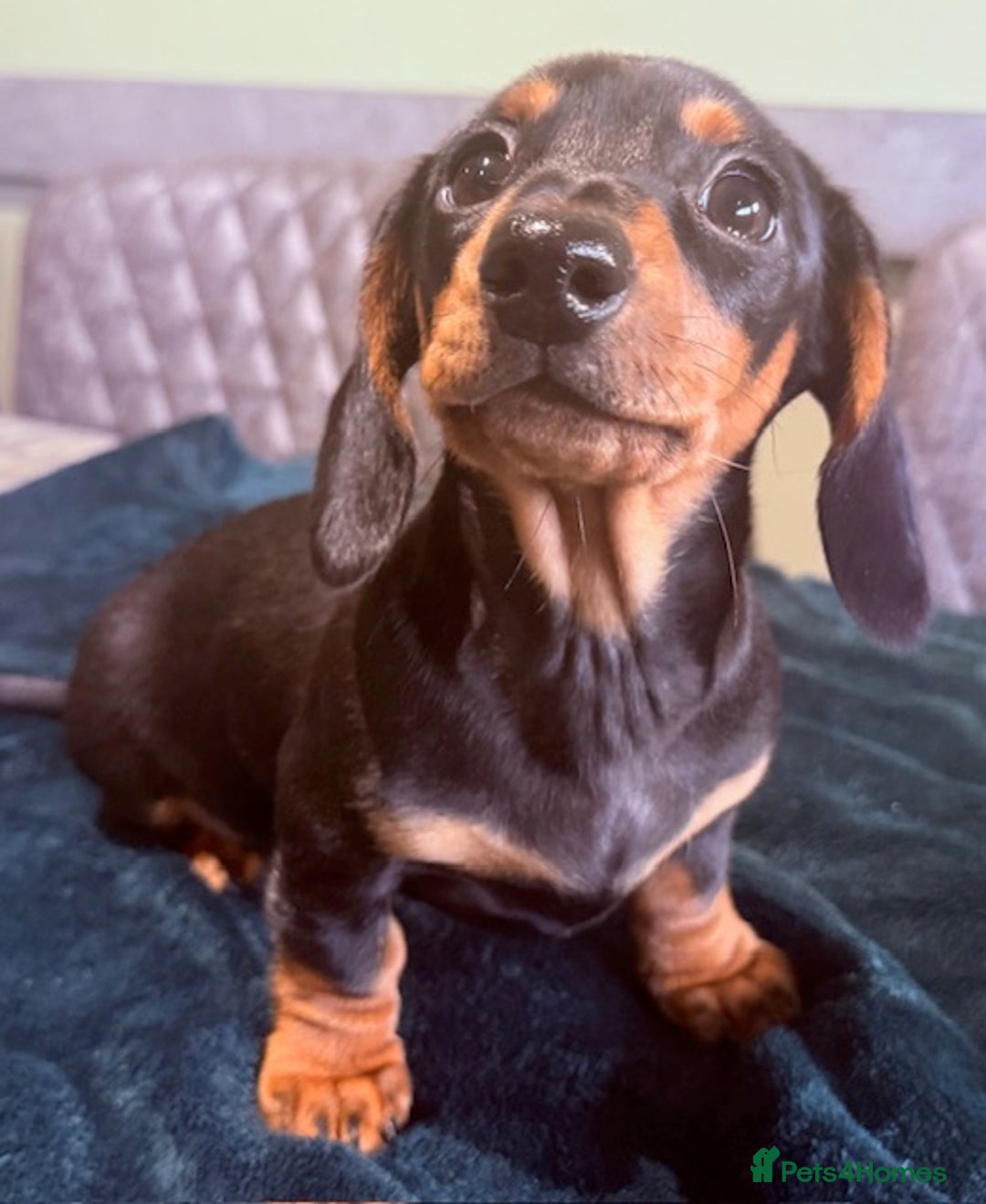 Miniature Dachshund dogs for sale: Ruby and Marley pups - Advert 37