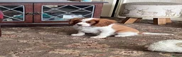 Cavalier King Charles Spaniel dogs for sale: Blenheim cavalier King Charles spaniels  - Advert 15