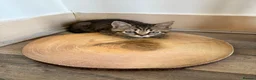 British Shorthair cats for sale: Beautiful British shorthair kitten for sale in Aylesbury - Advert 8