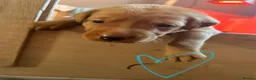 Labrador Retriever dogs for sale: 3 FoxRed Labrador Boys Available  - Advert 35