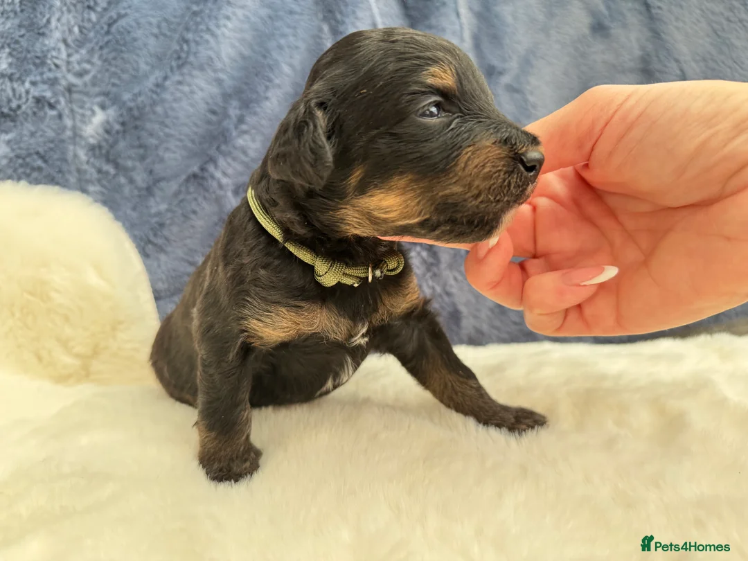 Bernedoodle dogs for sale: Gorgeous Bernedoodle puppies 🖤 - Advert 13