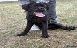 Cane Corso dogs for sale: Male cane corso - Image 4