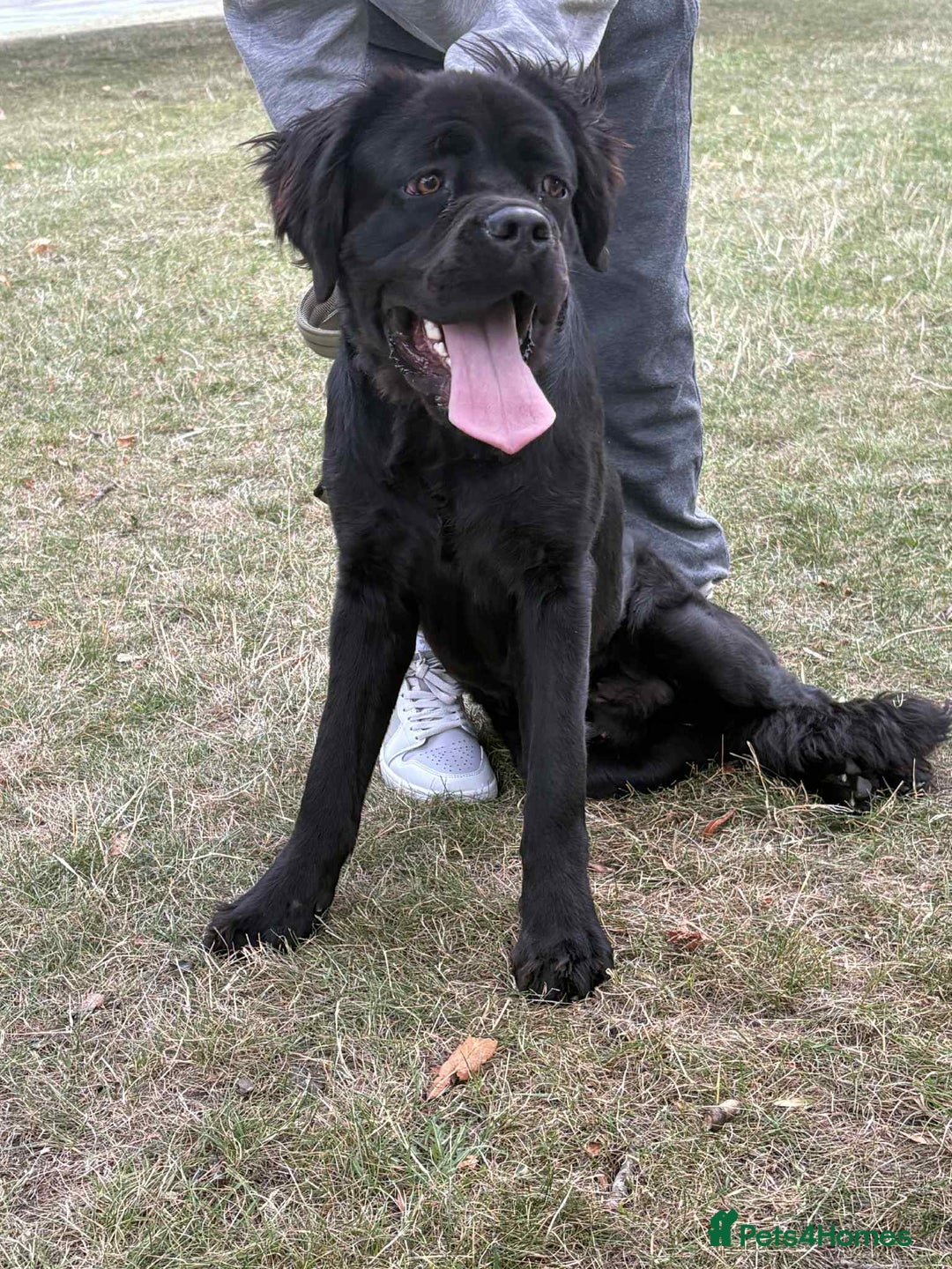 Cane Corso dogs for sale: Male cane corso - Image 4